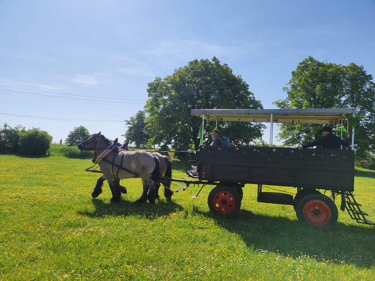 Altmärkisches Kaltblut Giumenta 10 Anni 166 cm Falbo baio in DessauDessau