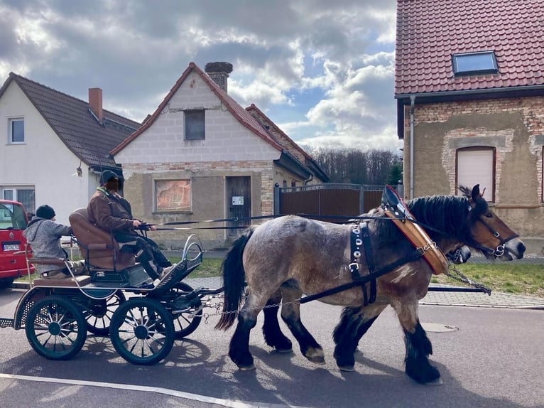 Altmärkisches Kaltblut Giumenta 10 Anni 166 cm Falbo baio in DessauDessau