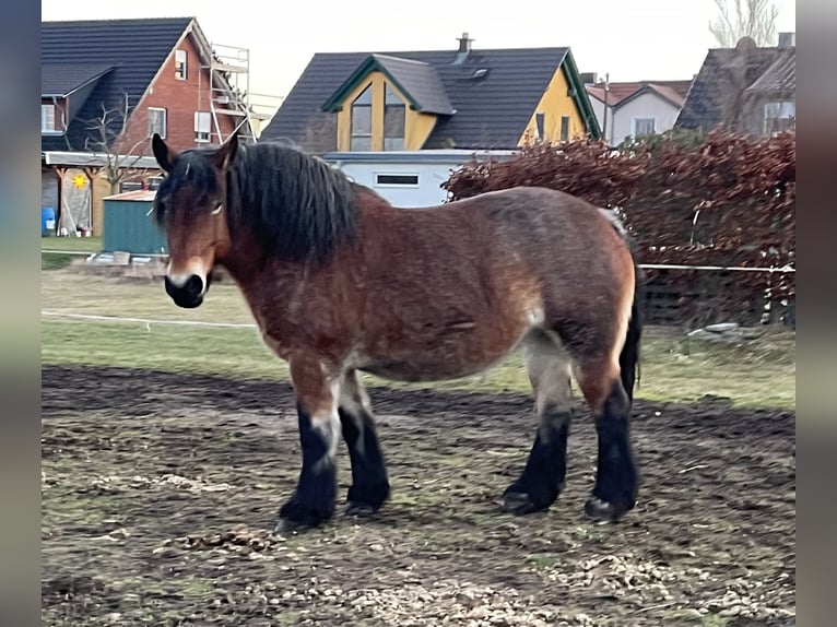 Altmärkisches Kaltblut Giumenta 10 Anni 166 cm Falbo baio in DessauDessau