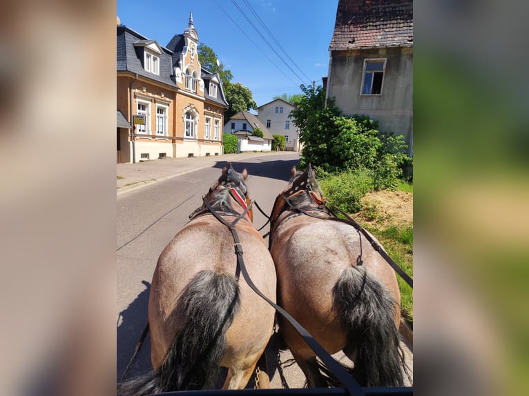 Altmärkisches Kaltblut Giumenta 10 Anni 166 cm Falbo baio in DessauDessau