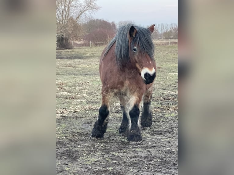 Altmärkisches Kaltblut Klacz 10 lat 166 cm Formy Brown Falb in DessauDessau