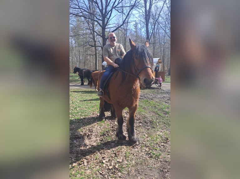 Altmärkisches Kaltblut Wałach 10 lat 180 cm Kasztanowata in Kleinkorgau