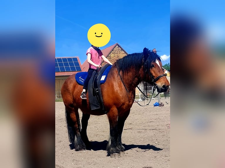 Altmärkisches Kaltblut Mix Wałach 10 lat 180 cm Kasztanowata in Kleinkorgau