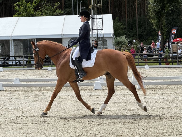 Altmärkisches Kaltblut Wallach 13 Jahre 168 cm Hellbrauner in Maldegem