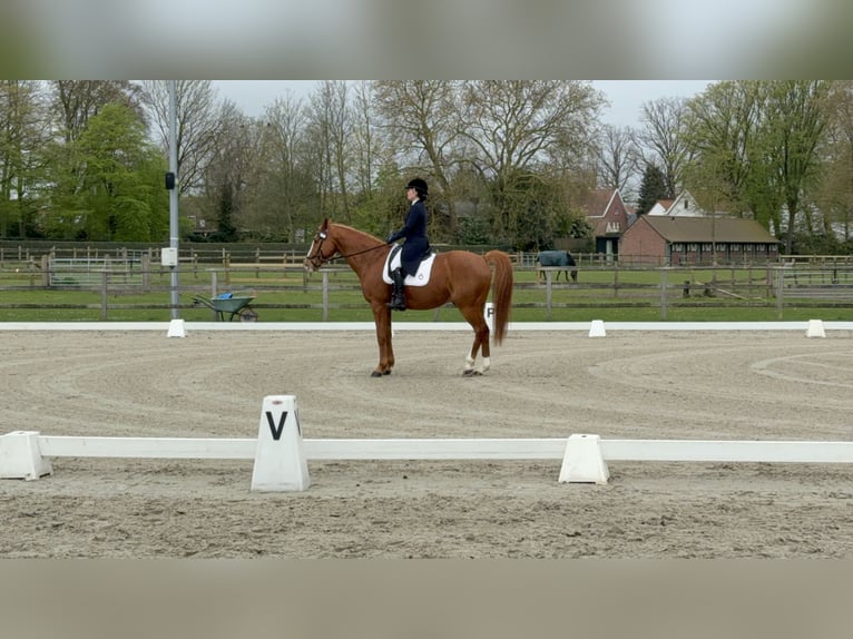Altmärkisches Kaltblut Wallach 13 Jahre 168 cm Hellbrauner in Maldegem