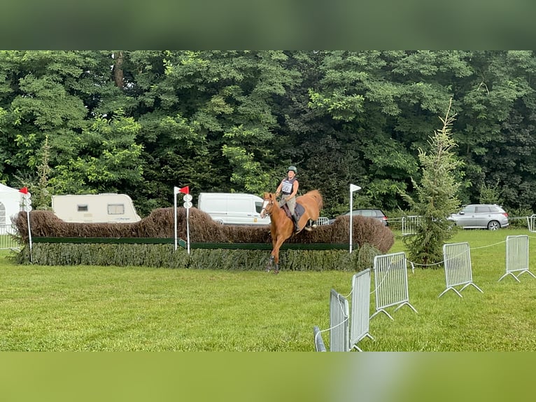 Altmärkisches Kaltblut Wallach 13 Jahre 168 cm Hellbrauner in Maldegem