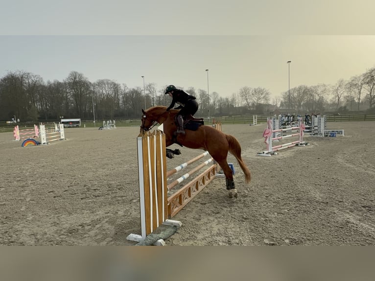 Altmärkisches Kaltblut Wallach 13 Jahre 168 cm Hellbrauner in Maldegem