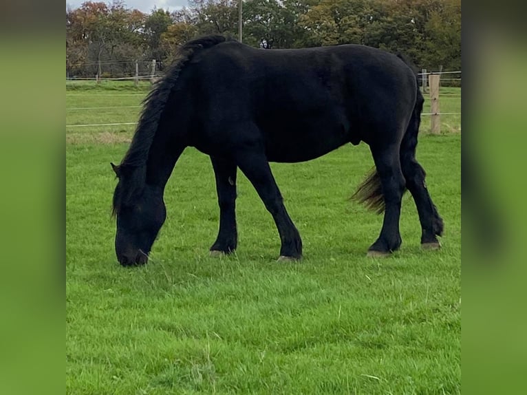 Altmärkisches Kaltblut Mix Wallach 16 Jahre 179 cm Schwarzbrauner in Kürten