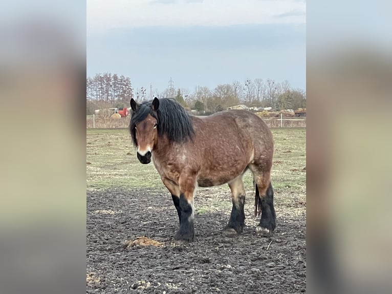 Altmärkisches koudbloed Merrie 10 Jaar 166 cm Brown Falb schimmel in DessauDessau