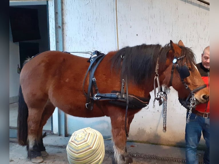 Altmärkisches koudbloed Ruin 10 Jaar 180 cm Vos in Kleinkorgau