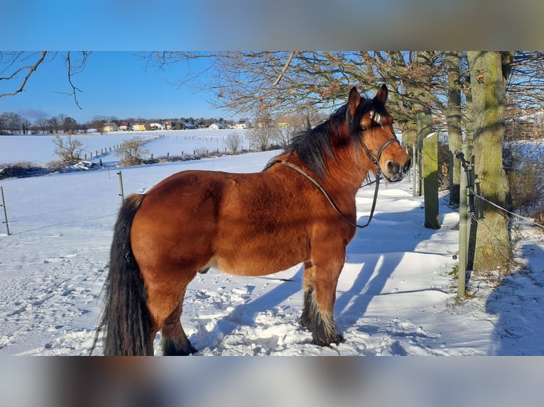 Altmärkisches koudbloed Mix Ruin 10 Jaar 180 cm Vos in Kleinkorgau