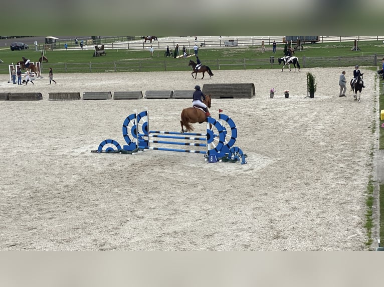 Altmärkisches koudbloed Ruin 13 Jaar 168 cm Lichtbruin in Maldegem
