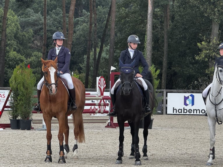 Altmärkisches koudbloed Ruin 13 Jaar 168 cm Lichtbruin in Maldegem