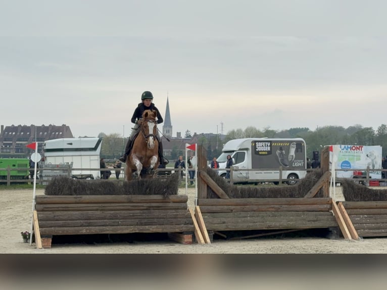 Altmärkisches koudbloed Ruin 13 Jaar 168 cm Lichtbruin in Maldegem