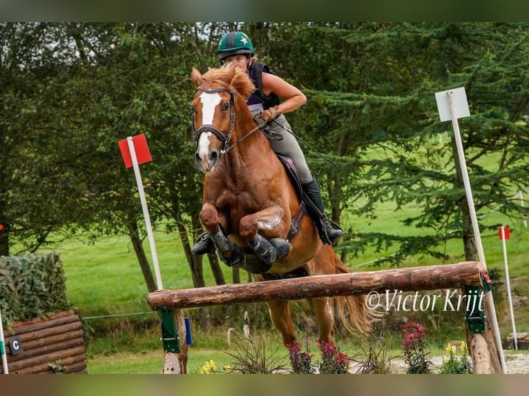 Altmärkisches koudbloed Ruin 13 Jaar 168 cm Lichtbruin in Maldegem