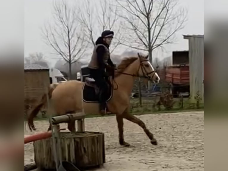 Altmärkisches koudbloed Ruin 13 Jaar 168 cm Lichtbruin in Maldegem