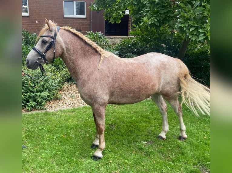 Altre razze Castrone 10 Anni 125 cm Grigio trotinato in Hopsten