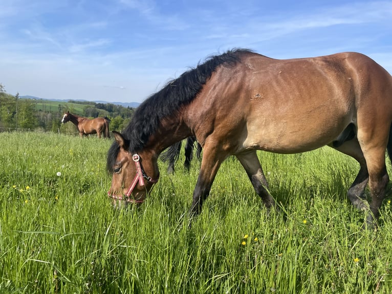 Altre razze Mix Castrone 10 Anni 140 cm Baio in St.Georgen an der gusen