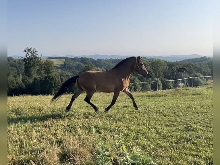 Altre razze Mix Castrone 10 Anni 140 cm Baio in St.Georgen an der gusen