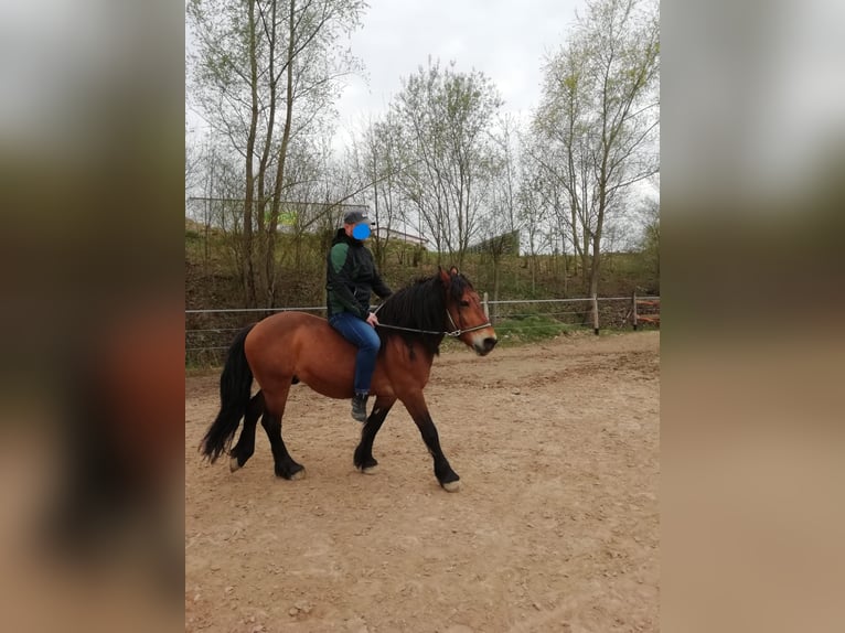 Altre razze Mix Castrone 10 Anni 143 cm Baio in Ehingen