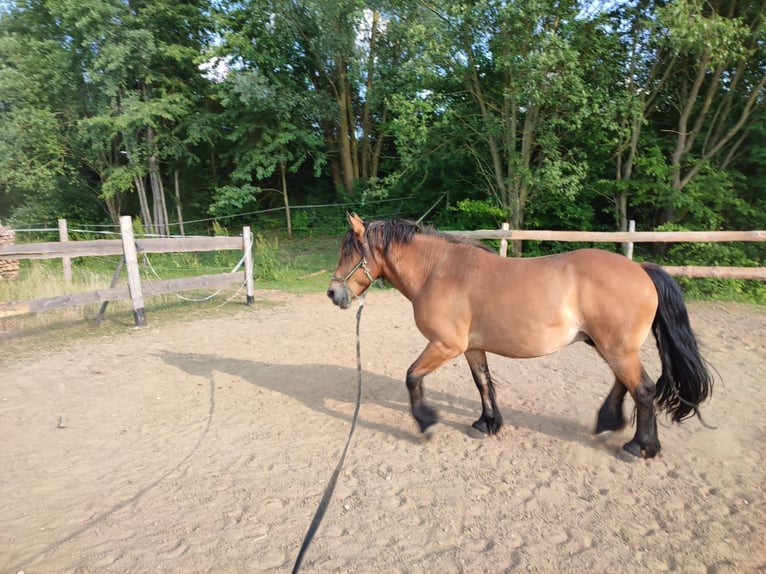 Altre razze Mix Castrone 10 Anni 143 cm Baio in Ehingen