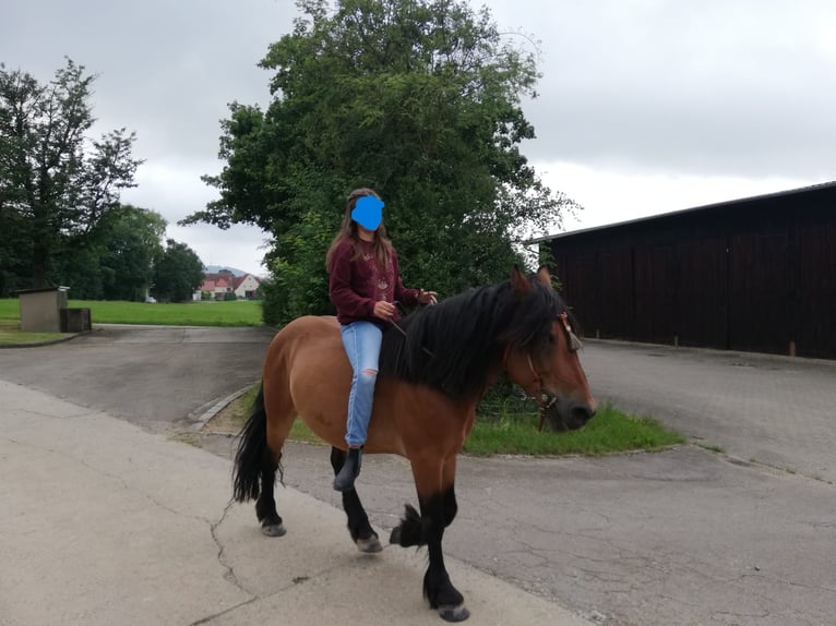 Altre razze Mix Castrone 10 Anni 143 cm Baio in Ehingen