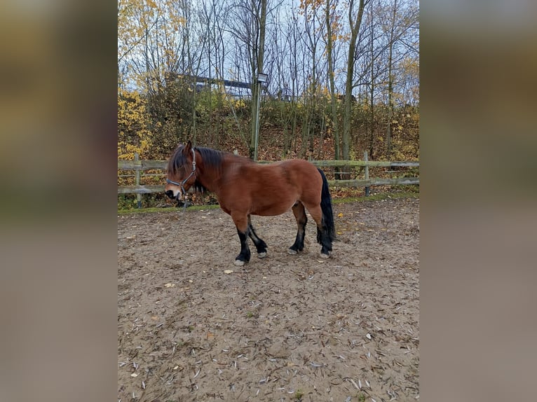 Altre razze Mix Castrone 10 Anni 143 cm Baio in Ehingen