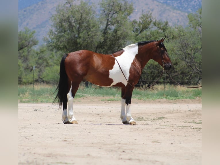 Altre razze Castrone 10 Anni 143 cm Pezzato in Thousand Oaks