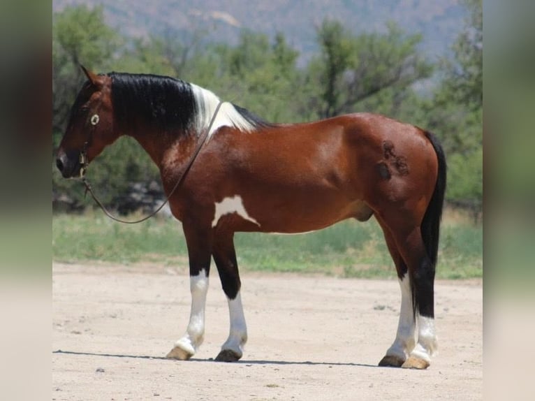 Altre razze Castrone 10 Anni 143 cm Pezzato in Thousand Oaks