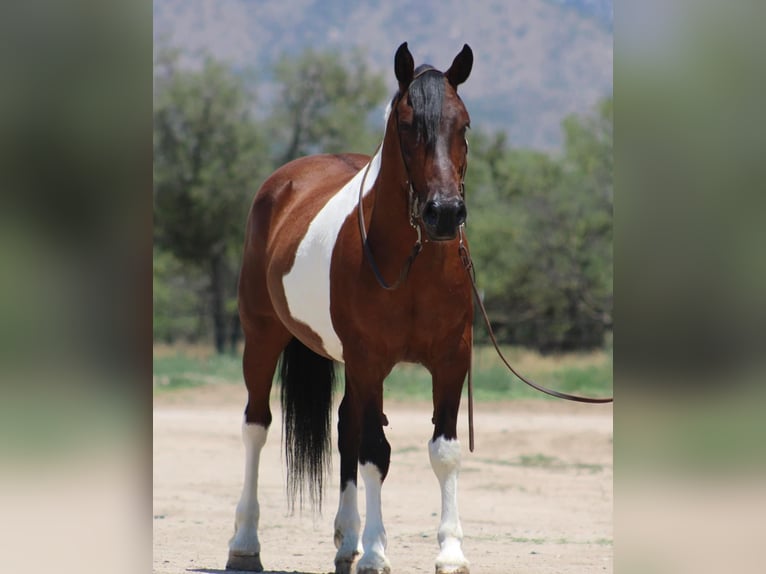 Altre razze Castrone 10 Anni 143 cm Pezzato in Thousand Oaks