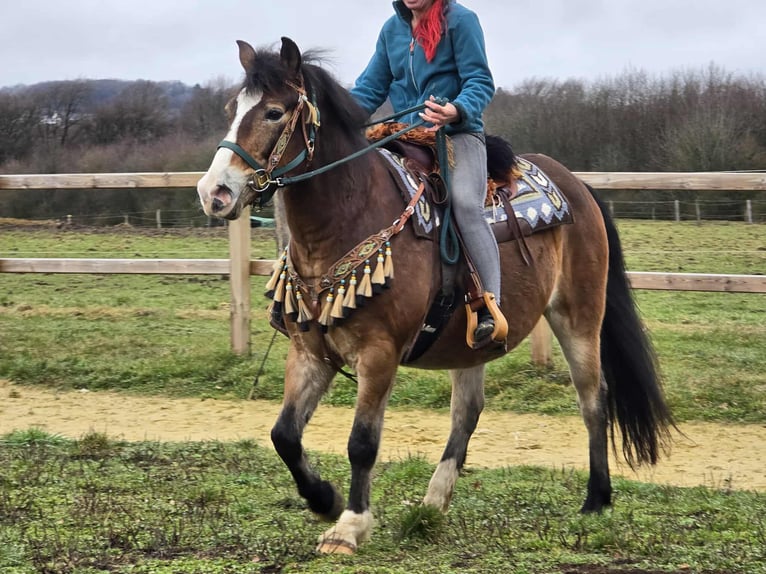 Altre razze Mix Castrone 10 Anni 152 cm Baio in Linkenbach