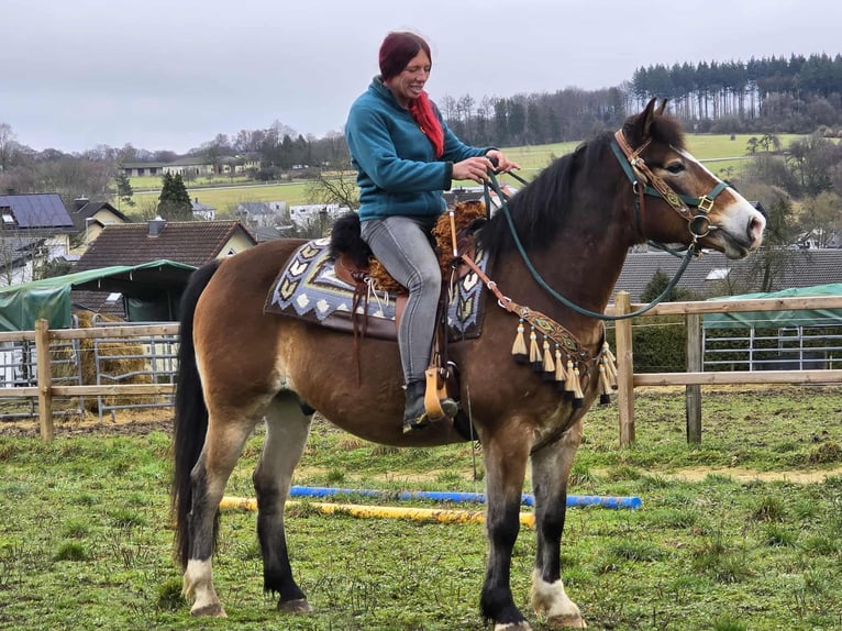 Altre razze Mix Castrone 10 Anni 152 cm Baio in Linkenbach