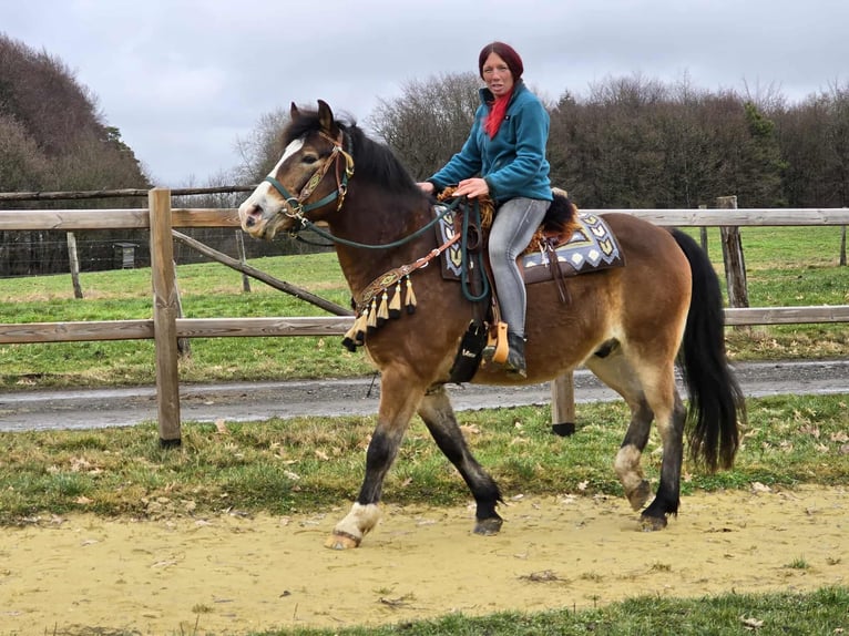 Altre razze Mix Castrone 10 Anni 152 cm Baio in Linkenbach