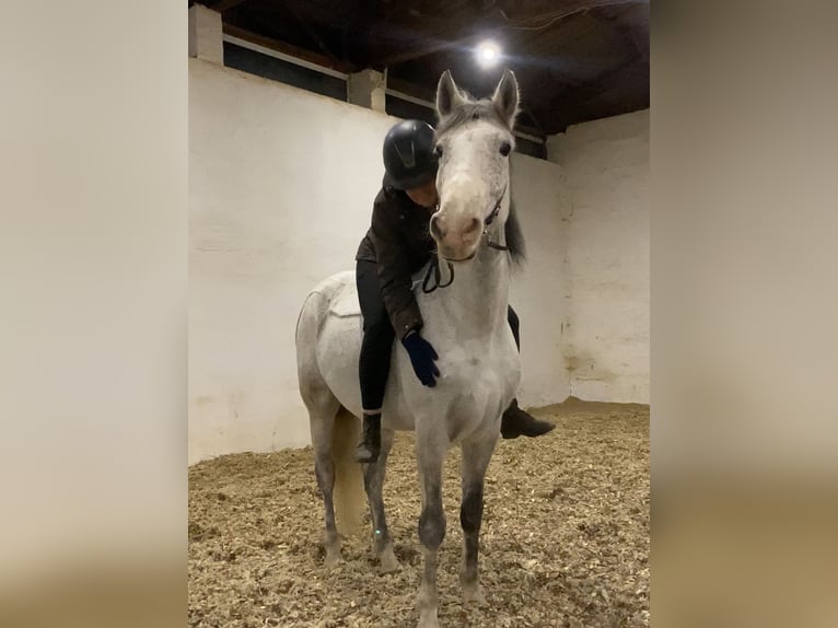 Altre razze Castrone 10 Anni 152 cm Grigio trotinato in Neuferchau