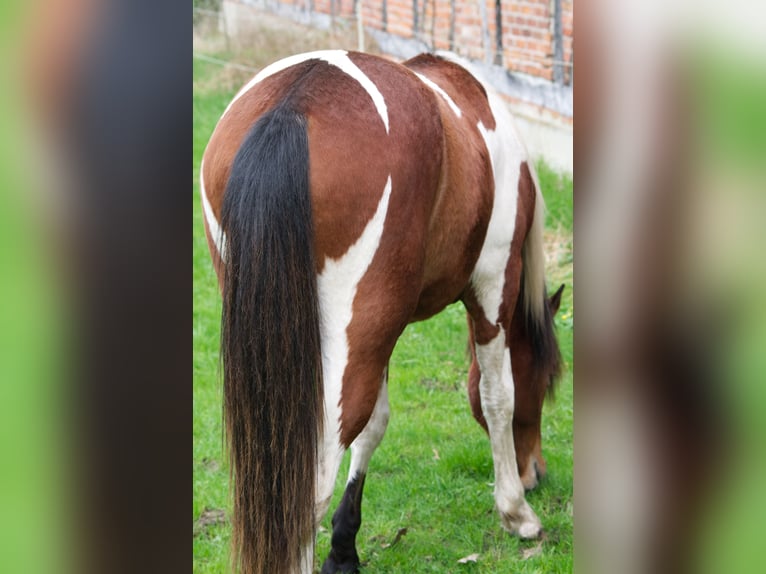 Altre razze Castrone 10 Anni 152 cm Pezzato in Ribbesbüttel