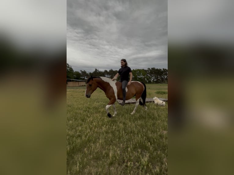 Altre razze Castrone 10 Anni 152 cm Pezzato in Ribbesbüttel