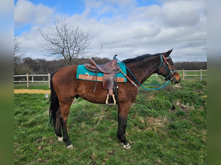 Altre razze Castrone 10 Anni 155 cm  in Linkenbach