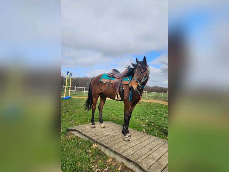 Altre razze Castrone 10 Anni 155 cm  in Linkenbach