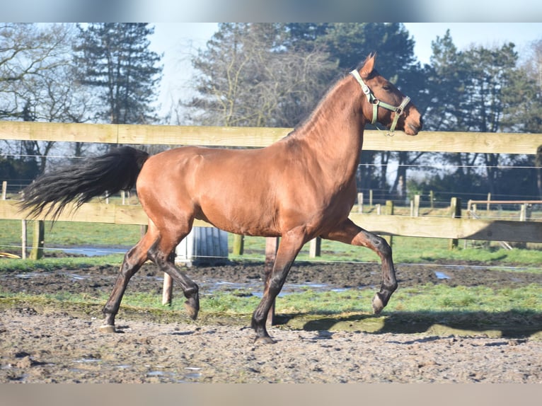 Altre razze Castrone 10 Anni 157 cm Baio in Achtmaal