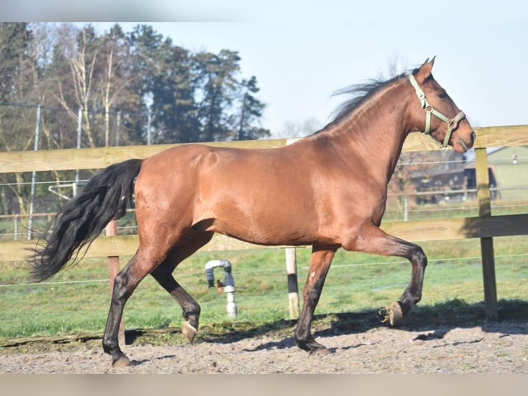 Altre razze Castrone 10 Anni 157 cm Baio in Achtmaal