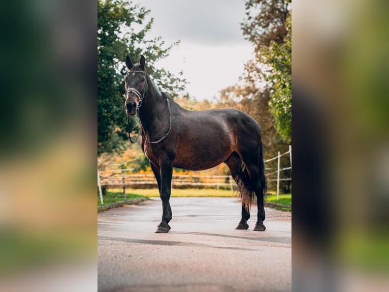 Altre razze Castrone 10 Anni 160 cm Baio ciliegia in Vilnius