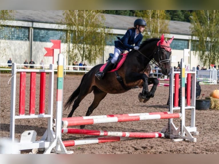 Altre razze Castrone 10 Anni 160 cm Baio ciliegia in Vilnius