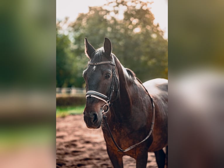 Altre razze Castrone 10 Anni 160 cm Baio ciliegia in Vilnius