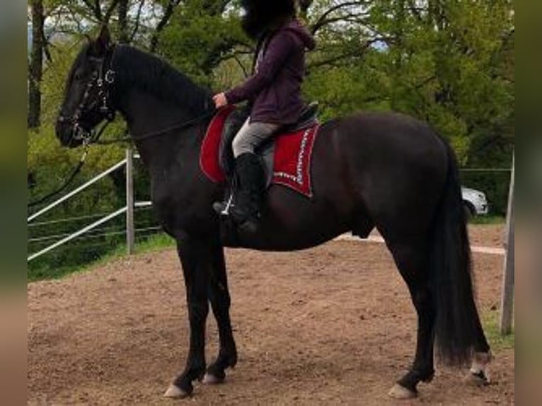 Altre razze Mix Castrone 10 Anni 160 cm Morello in Muhlbach sur Bruche