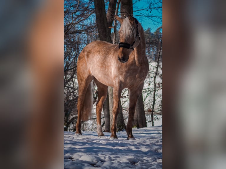 Altre razze Castrone 10 Anni 160 cm Palomino in Nettersheim