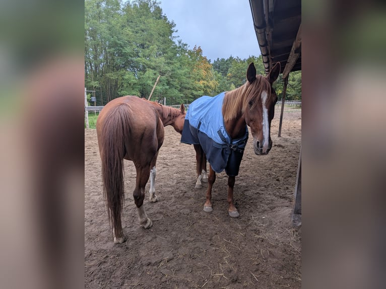 Altre razze Castrone 10 Anni 160 cm Sauro in Zossen