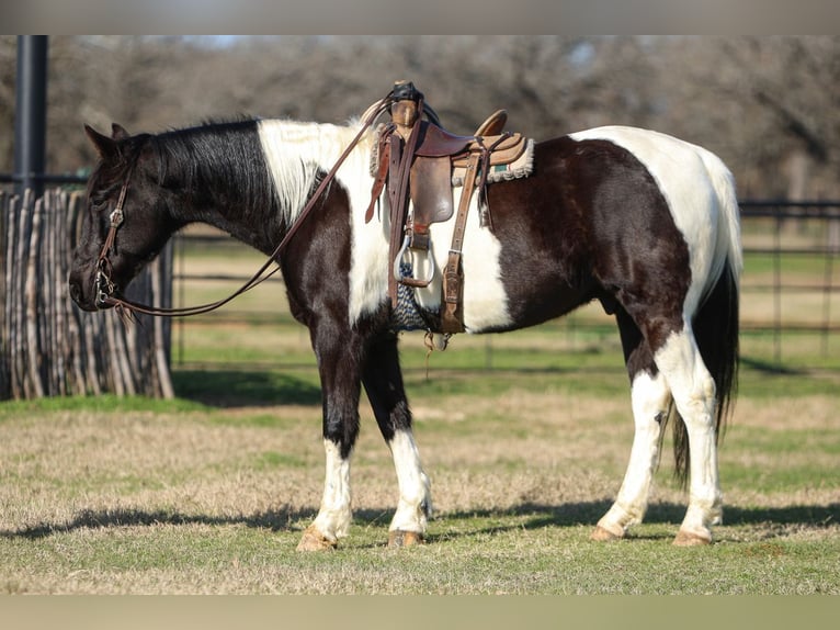 Altre razze Castrone 10 Anni 163 cm in Joshua, TX