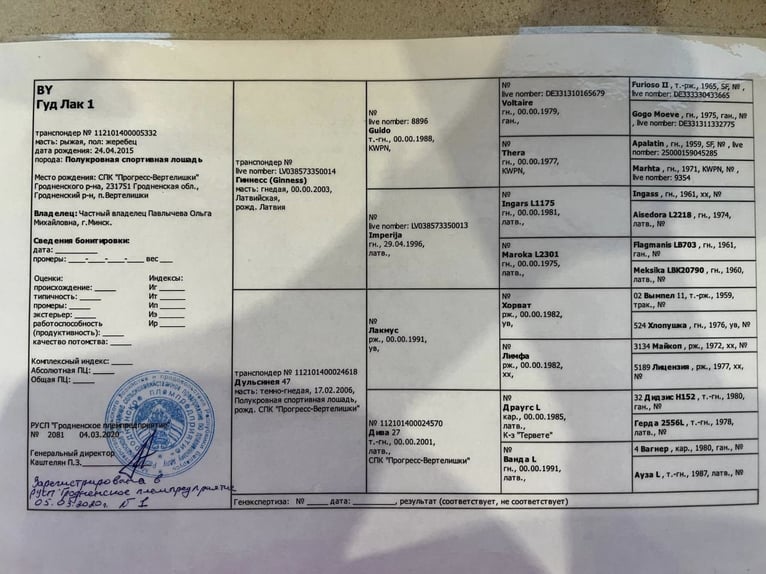 Altre razze Castrone 10 Anni 163 cm Sauro in Zar&#x119;by