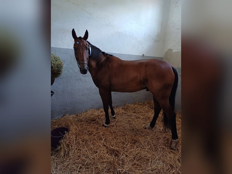 Altre razze Castrone 10 Anni 164 cm Baio in Schleißheim bei Wels