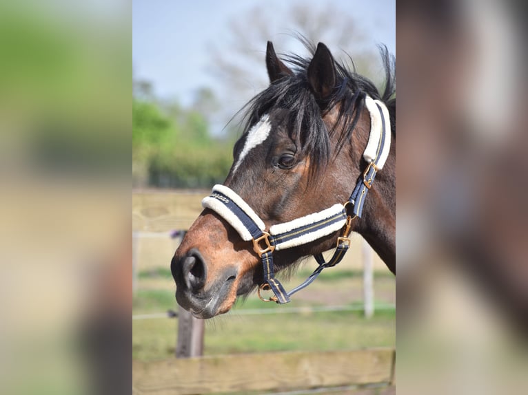 Altre razze Castrone 10 Anni 168 cm Baio scuro in Achtmaal